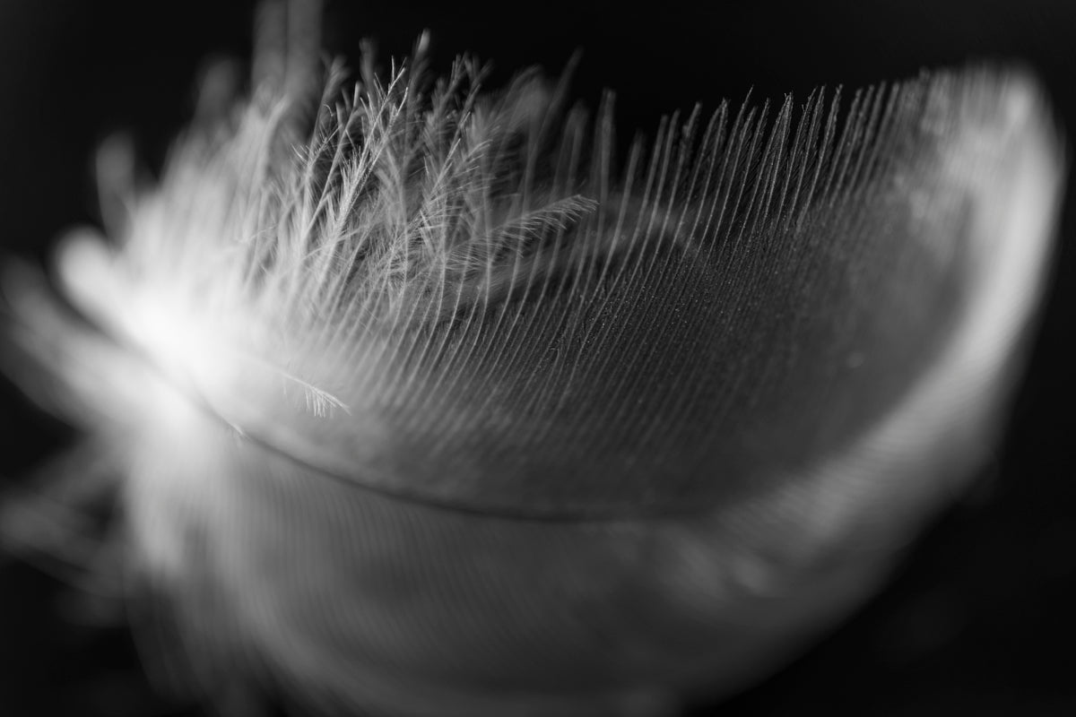 Black and white macro photograph of a bird feather.