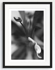Black and white art print of an Ixora flower, titled ‘Flame of the Woods’, presented in a black frame.