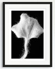 Black and white art print of a Dichondra leaf, titled ‘Silver Falls’, presented in a black frame.