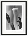 Black and white art print of a flower, titled ‘Rain Flower', presented in a black frame.