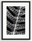 Black and white art print of a fern titled ‘Sorus', presented in a black frame.
