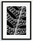 Black and white art print of a fern leaf, titled ‘Sori’, presented in a black frame.
