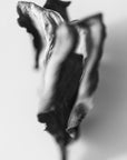 Black and white art print titled ‘Rose Mallow’.