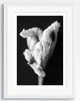 Black and white art print of flower titled ‘Fortnight Lily’, presented in a white frame.