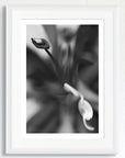 Black and white art print of an Ixora flower, titled ‘Flame of the Woods’, presented in a white frame.