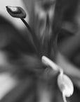 Black and white art print titled ‘Flame of the Woods’.