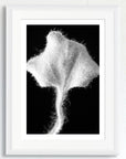 Black and white art print of a Dichondra leaf, titled ‘Silver Falls’, presented in a white frame.