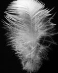 Black and white art print titled ‘Serenity Feather’.
