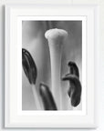 Black and white art print of a flower, titled ‘Rain Flower', presented in a white frame.