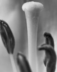 Black and white art print titled 'Rain Flower'.