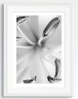 Black and white art print of a flower, titled ‘Rain Lily’, presented in a white frame.