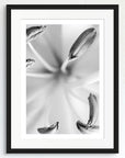 Black and white art print of a flower, titled ‘Rain Lily’, presented in a black frame.