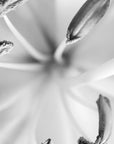 Black and white art print titled ‘Rain Lily'.