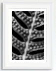 Black and white art print of a fern titled ‘Sorus', presented in a white frame.