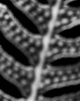 Black and white art print titled 'Sorus'.