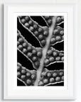 Black and white art print of a fern leaf, titled ‘Sori’, presented in a white frame.