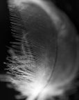Black and white art print titled ‘Strength Feather’.