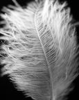Black and white art print titled ‘Protection Feather’.