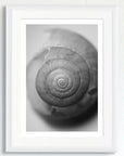Black and white art print of a baby snail shell, titled ‘Whorl’, presented in a white frame.