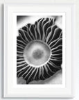 Black and white art print of mushroom gills, titled ‘Gills,' presented in a white frame.