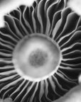 Black and white art print titled ‘Gills’.