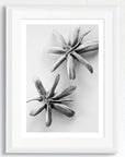 Black and white art print of two seed pods, titled ‘Flying Geese’, presented in a white frame.
