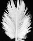 Black and white art print titled ‘Lucky Feather’.