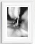 Black and white art print of a Gold Vine flower's pistil, titled ‘Gold Vine’, presented in a white frame.