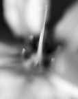 Black and white art print titled ‘Gold Vine’.