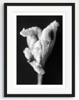 Black and white art print of flower titled ‘Fortnight Lily’, presented in a black frame.