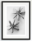 Black and white art print of two seed pods, titled ‘Flying Geese’, presented in a black frame.