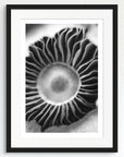 Black and white art print of mushroom gills, titled ‘Gills,' presented in a black frame.