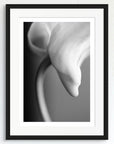 Black and white art print of a Dendrobium orchid flower, titled ‘Orchid’, presented in a black frame.