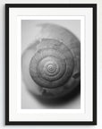 Black and white art print of a baby snail shell, titled ‘Whorl’, presented in a black frame.