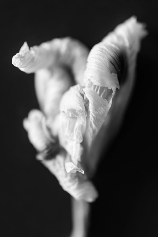 A black and white photograph of a Fortnight Lily flower.