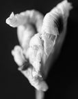 A black and white photograph of a Fortnight Lily flower.