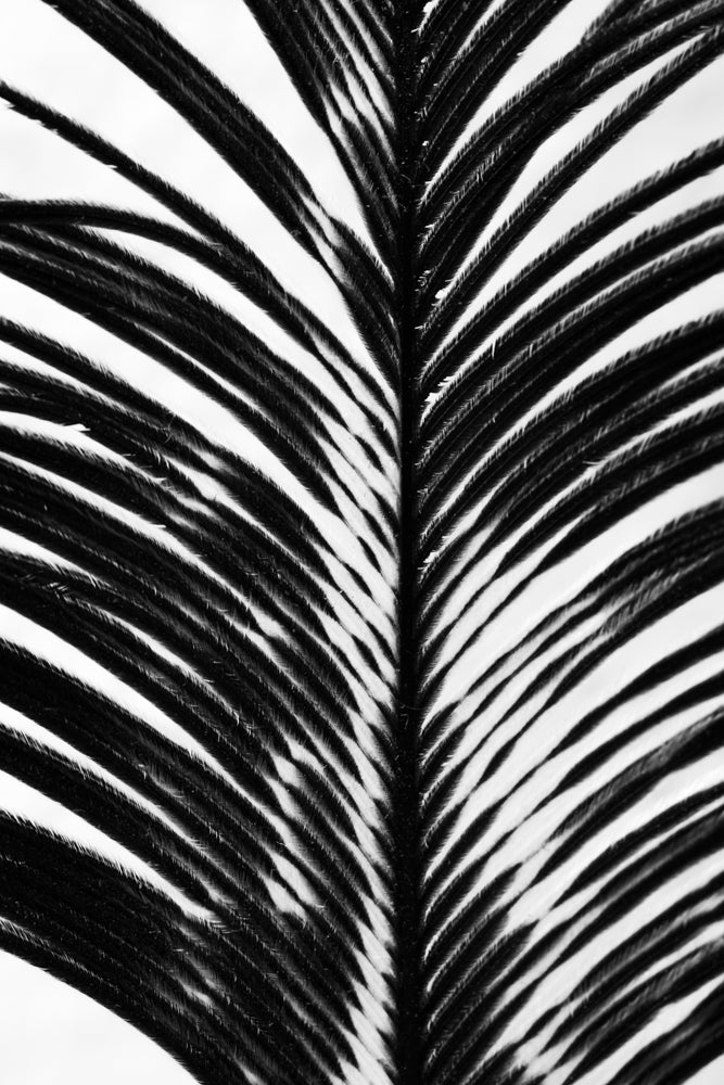 Harmony feather black and white art print.