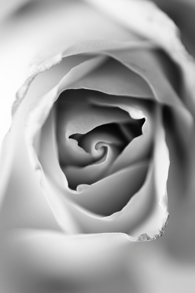 Black and white macro lens photograph of a Rose.