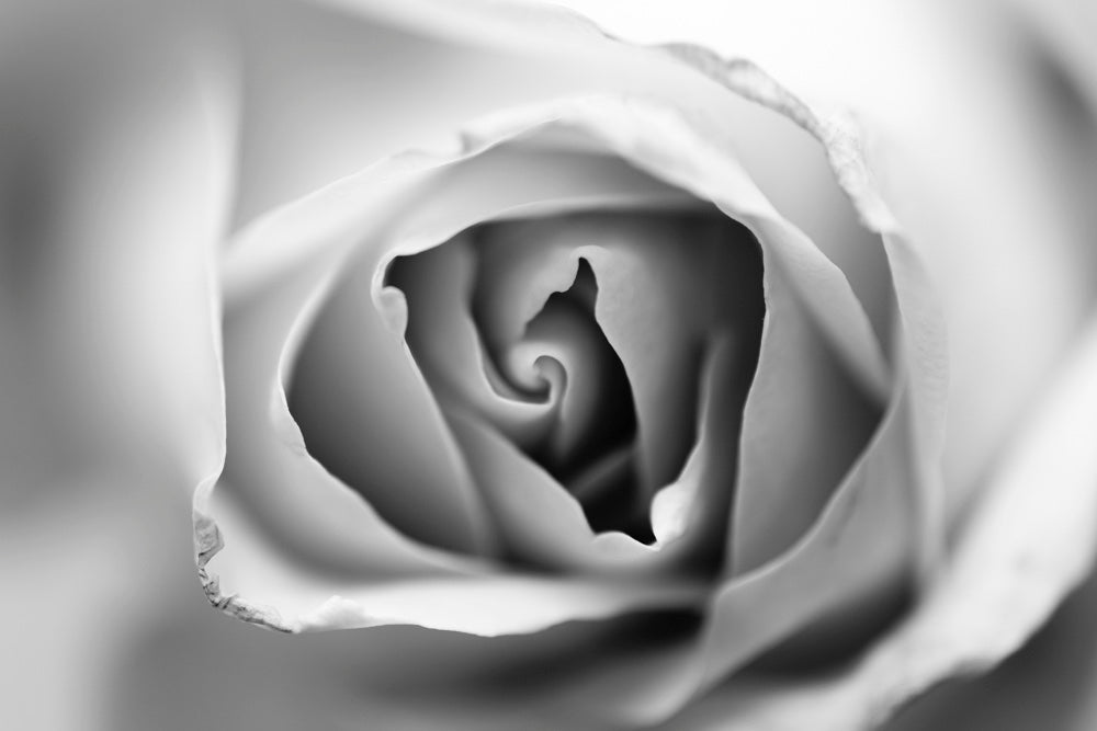 Rose petals in black and white photograph.