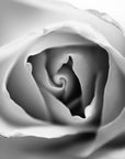 Rose petals in black and white photograph.