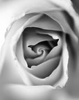 Black and white macro lens photograph of a Rose.