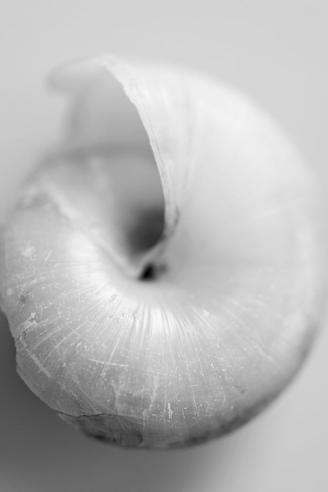 Close-up monochromatic photo of a snail shell spiral.