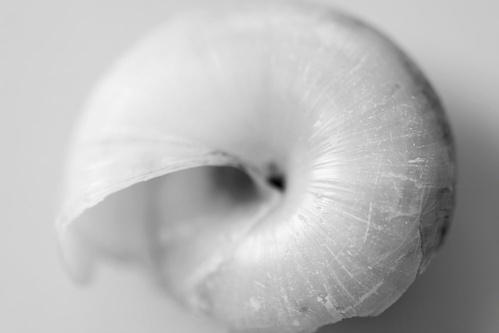 Macro photograph of an abandoned garden snail shell.