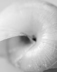 Macro photograph of an abandoned garden snail shell.