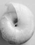 Close-up monochromatic photo of a snail shell spiral.