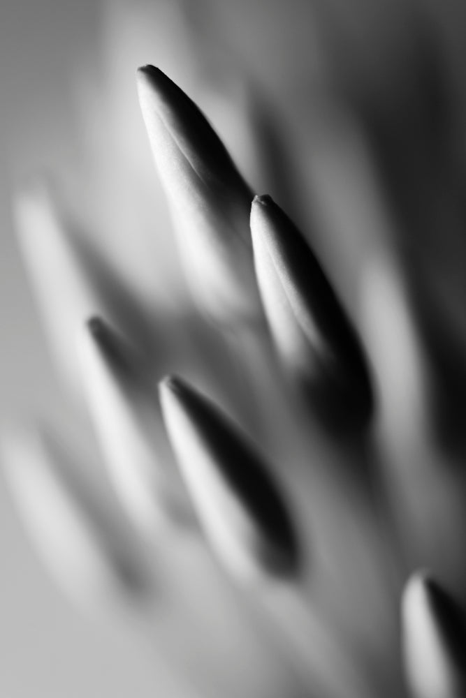 Black and white photograph of a cluster of Ixora flower buds.