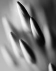 Black and white photograph of a cluster of Ixora flower buds.