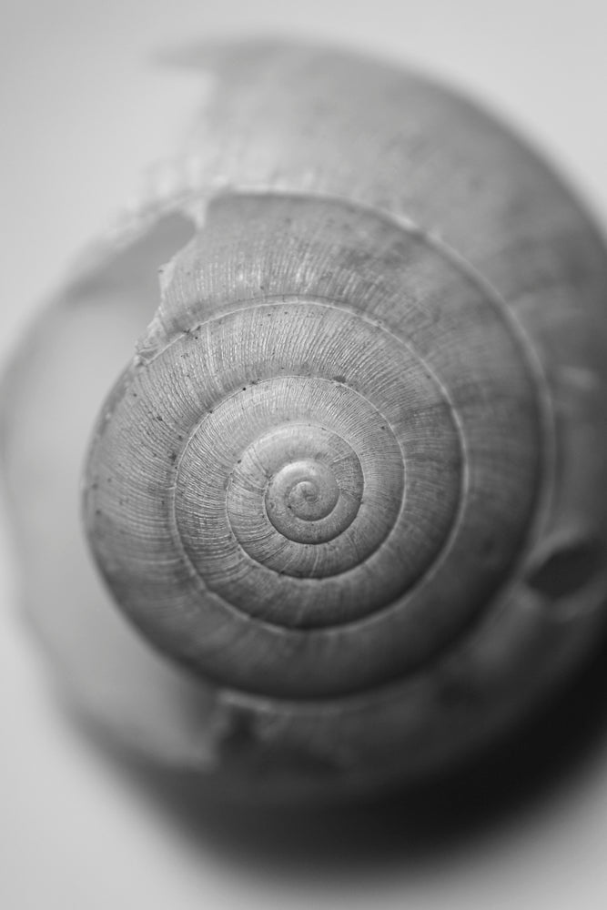 Monochromatic photograph of an empty tiny garden snail shell.