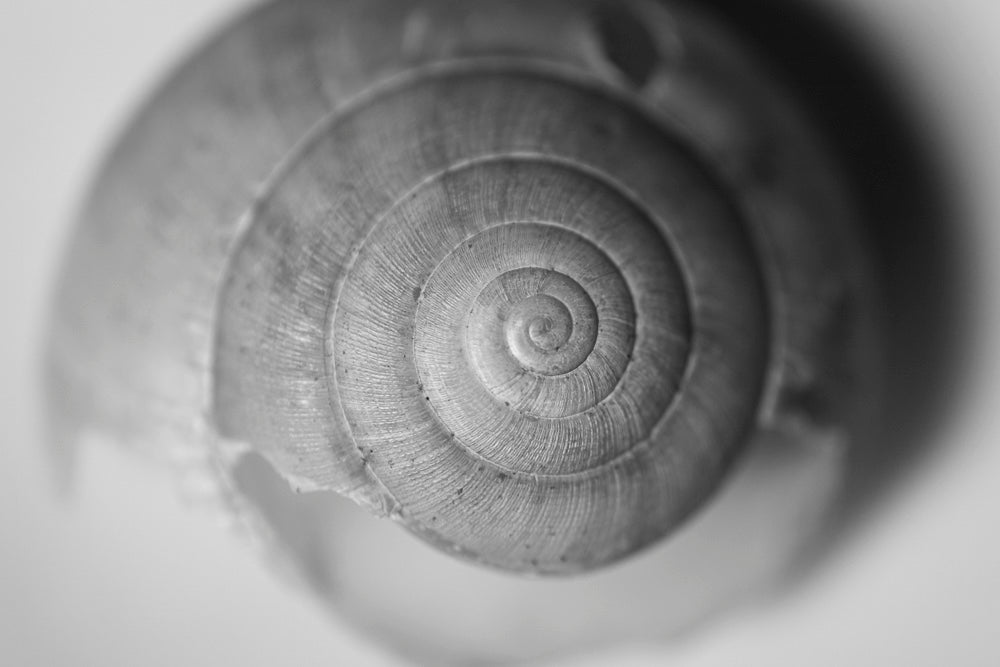 Close up black and white photograph of a garden snail&#39;s empty shell.