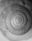 Close up black and white photograph of a garden snail's empty shell.